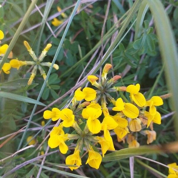 Hippocrepis comosa പുഷ്പം