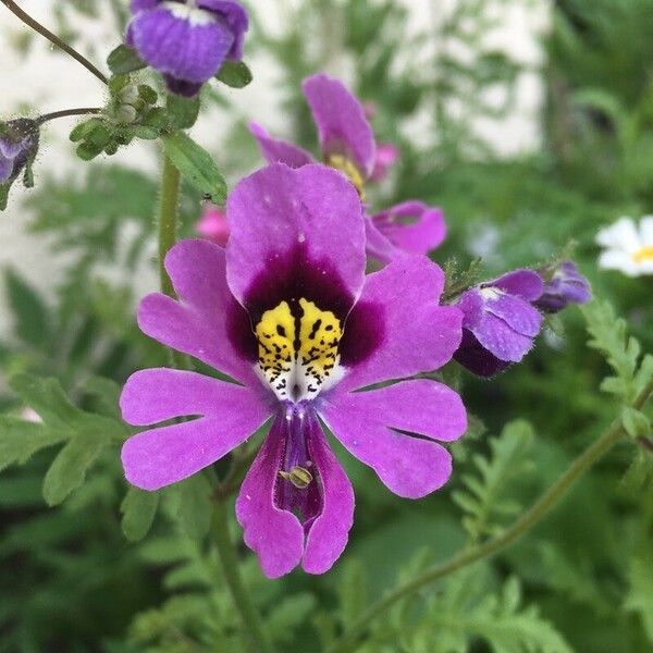 Schizanthus pinnatus Flower