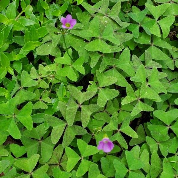 Observation: Oxalis latifolia Kunth (Patti Martinez Jun 18, 2021) Invasive  plants - Pl@ntNet identify