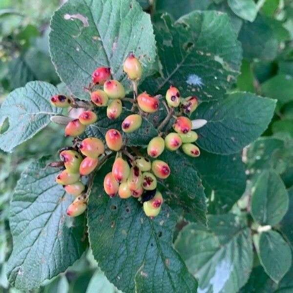 Viburnum lantana Плід