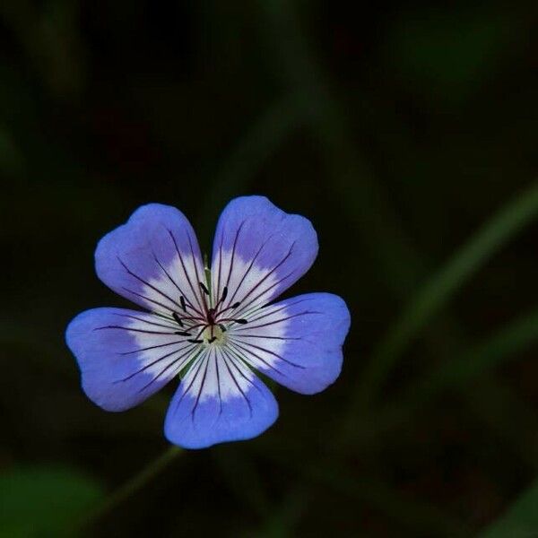 Geranium erianthum Fiore