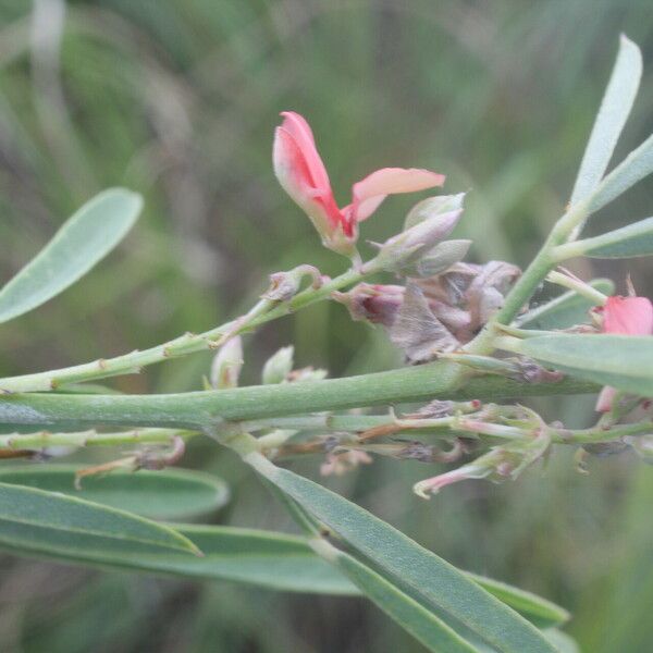 Indigofera lespedezioides Flor