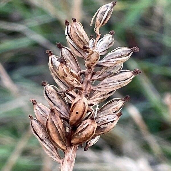 Neottia nidus-avis ഫലം