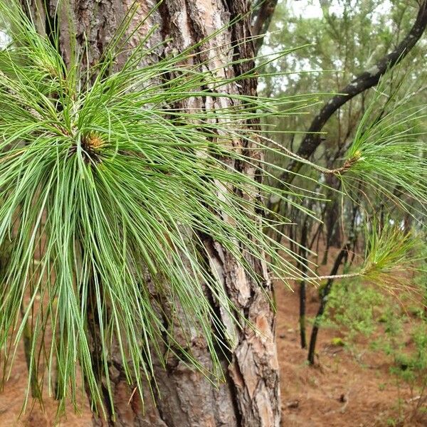 Pinus canariensis Feuille