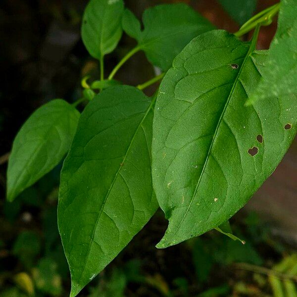 Solanum dulcamara Leaf