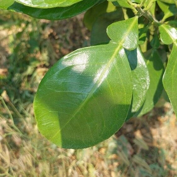 Citrus maxima 葉