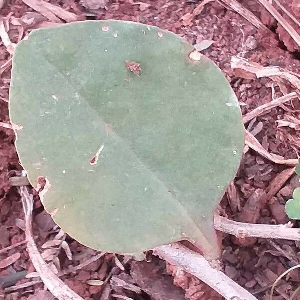 Anredera cordifolia 葉