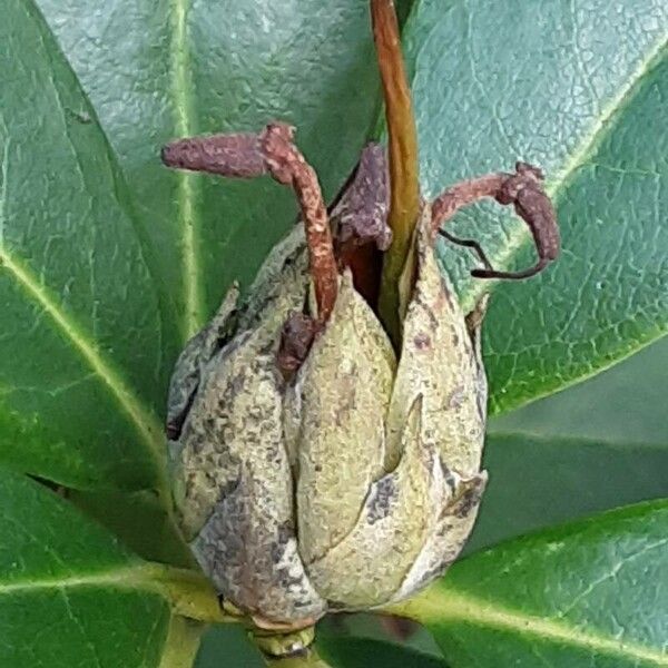 Rhododendron maximum Cvet