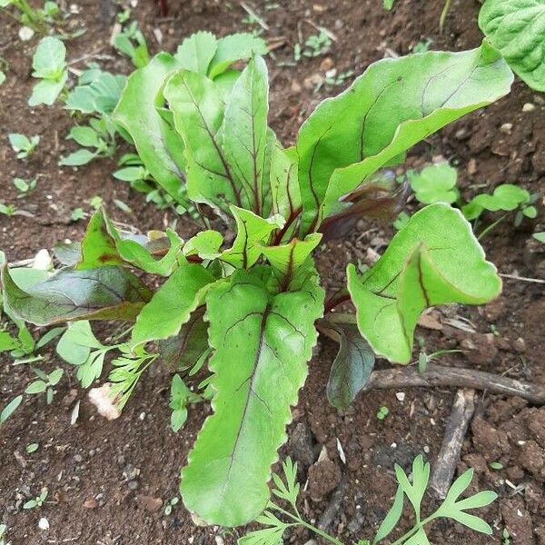 Beta vulgaris Vekstform