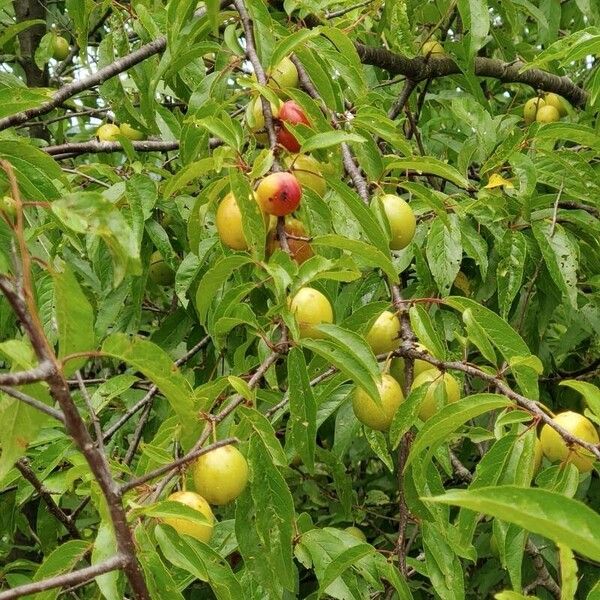 Prunus rivularis Annet