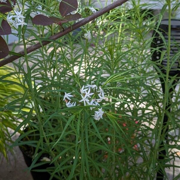 Amsonia hubrichtii Çiçek