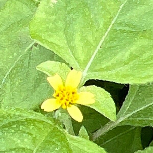 Calyptocarpus vialis Flower