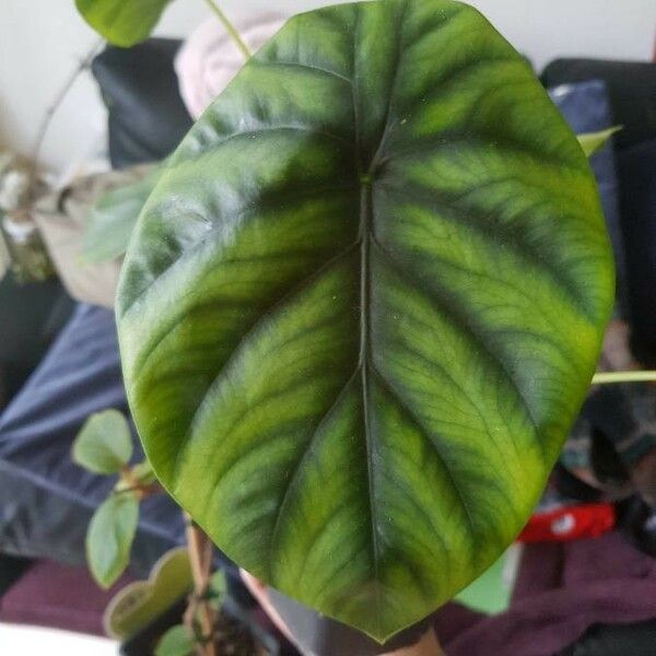 Alocasia clypeolata 葉