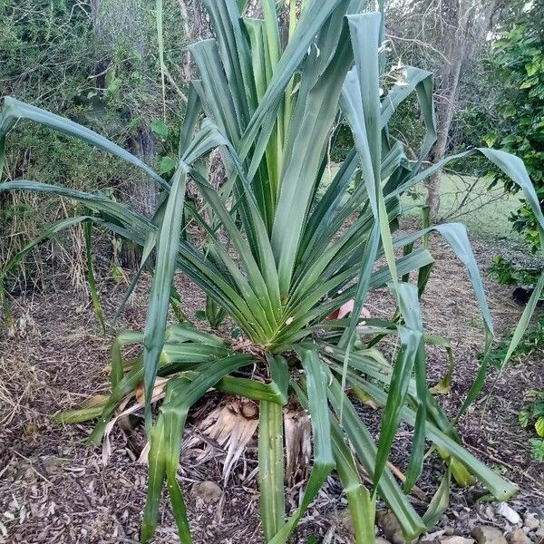 Pandanus tectorius Virág