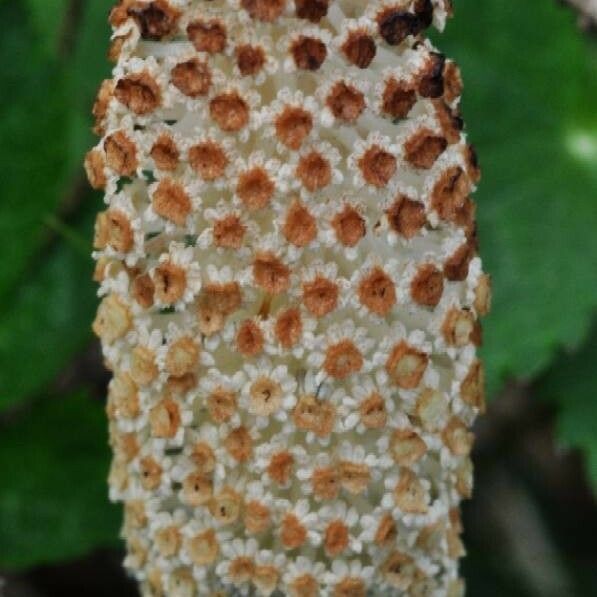 Equisetum telmateia Flower