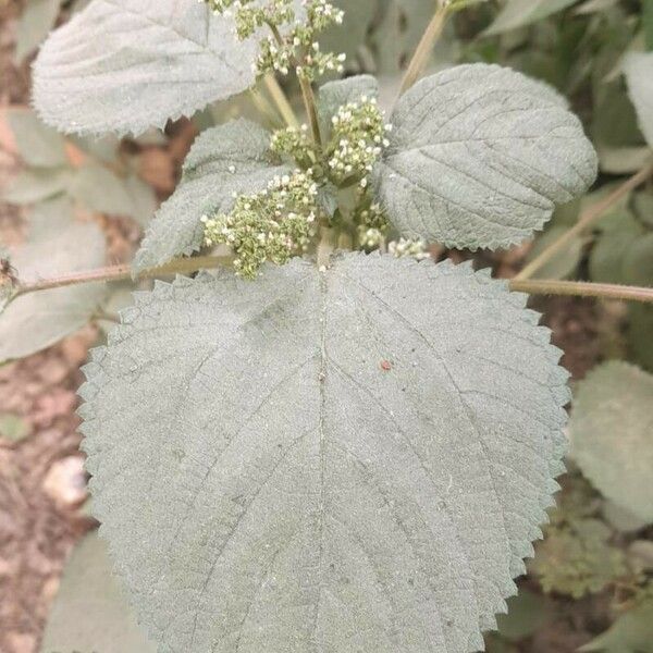 Laportea aestuans Leaf