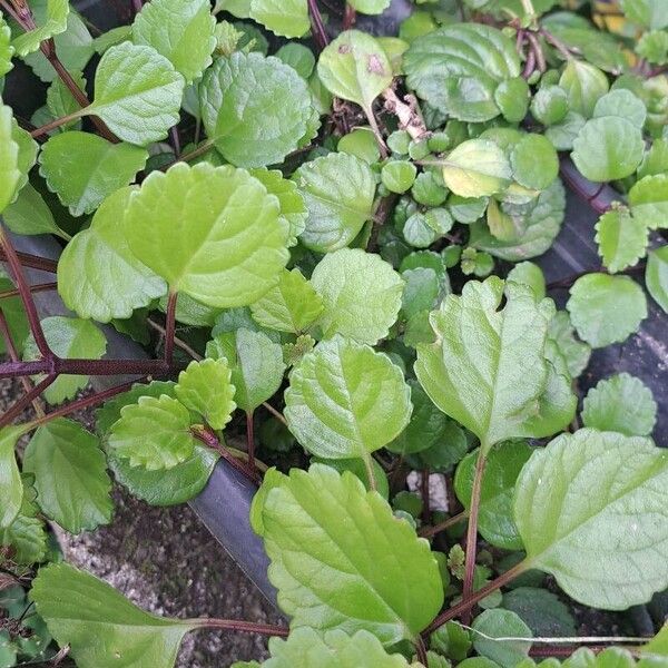 Plectranthus verticillatus Yaprak