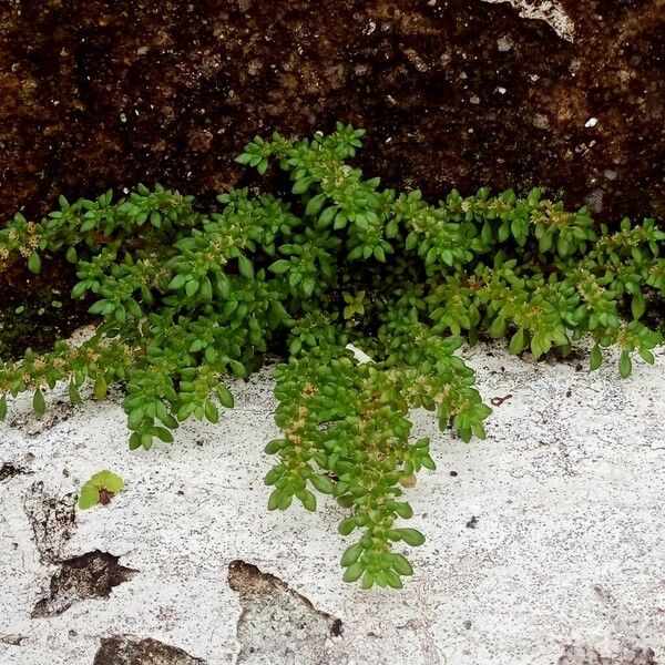 Pilea microphylla Folla