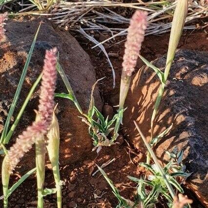 Tragus berteronianus Lorea