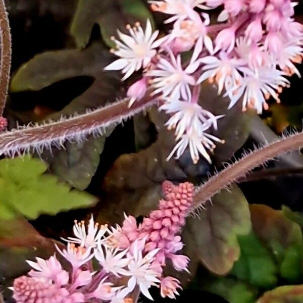 Tiarella cordifolia Virág