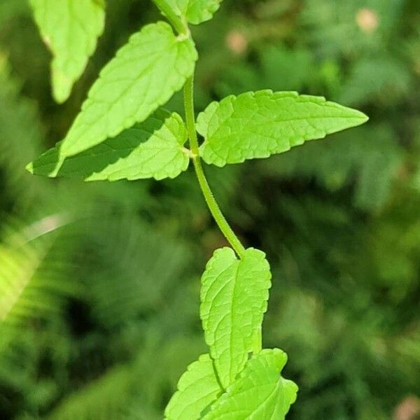 Dracocephalum ruyschiana Leaf