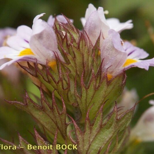 Euphrasia alpina 花