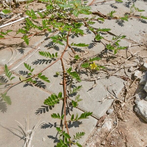 Tribulus terrestris फूल