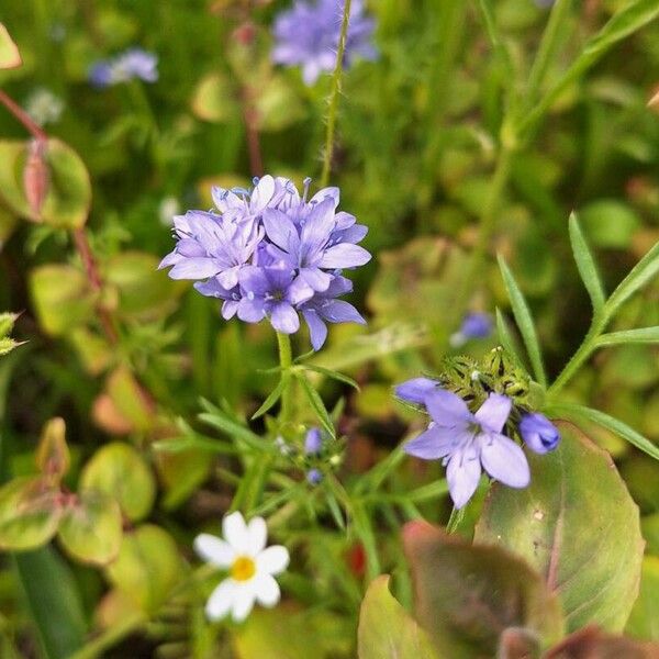 Gilia capitata Květ