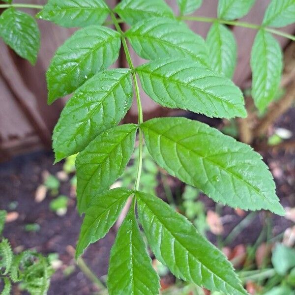 Fraxinus excelsior Fuelha