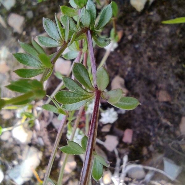 Galium saxatile Lehti