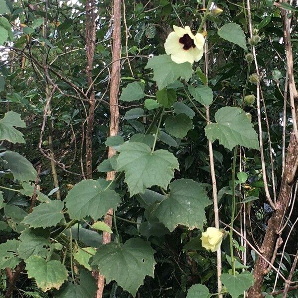 Hibiscus diversifolius Elinympäristö