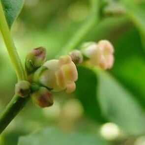 Diospyros virginiana Blodyn