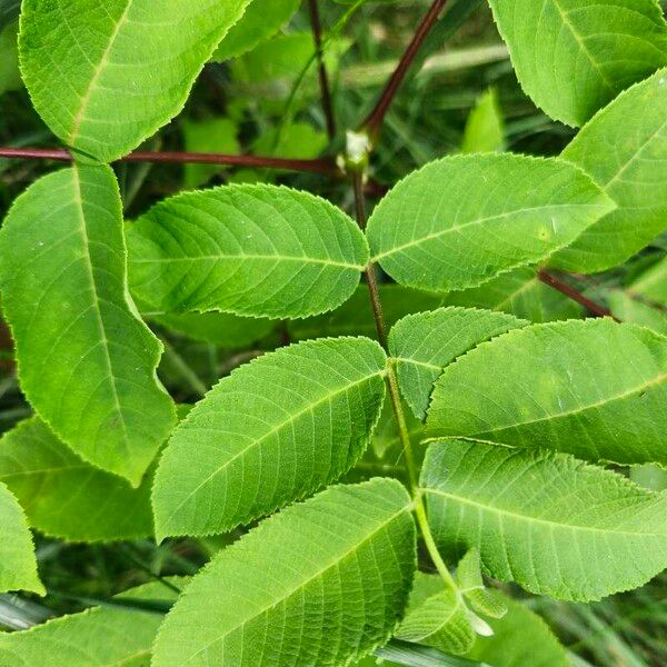 Juglans nigra Leaf