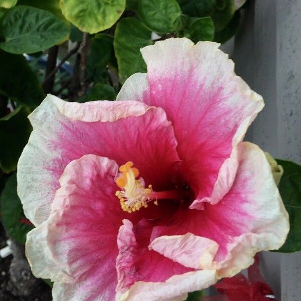 Hibiscus rosa-sinensis Blomst