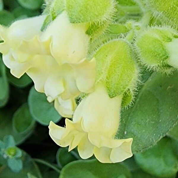 Nicotiana rustica Blomma