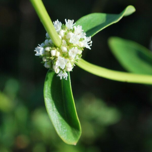 Spermacoce verticillata Blad