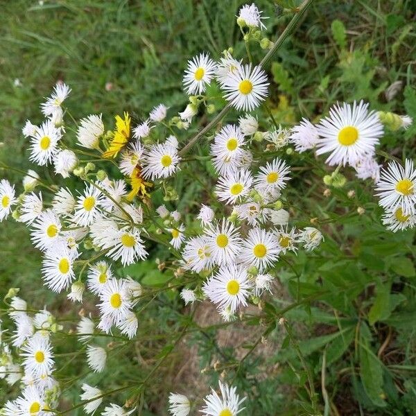 Erigeron annuus Blüte