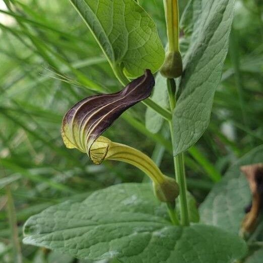 Aristolochia rotunda Bloem