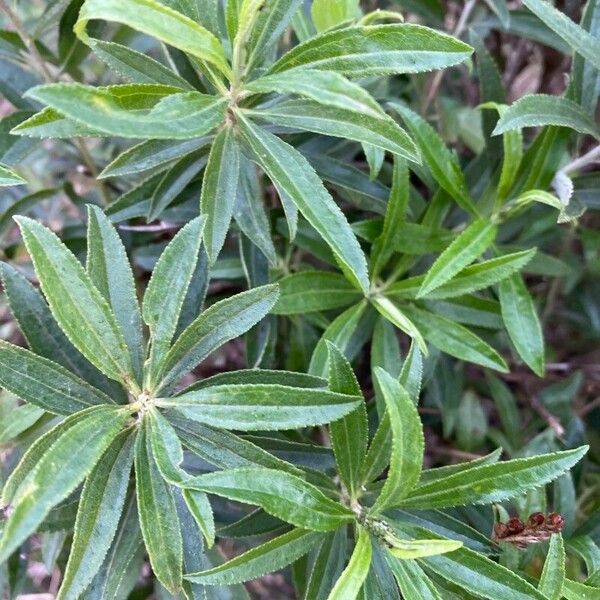 Baccharis punctulata Folha