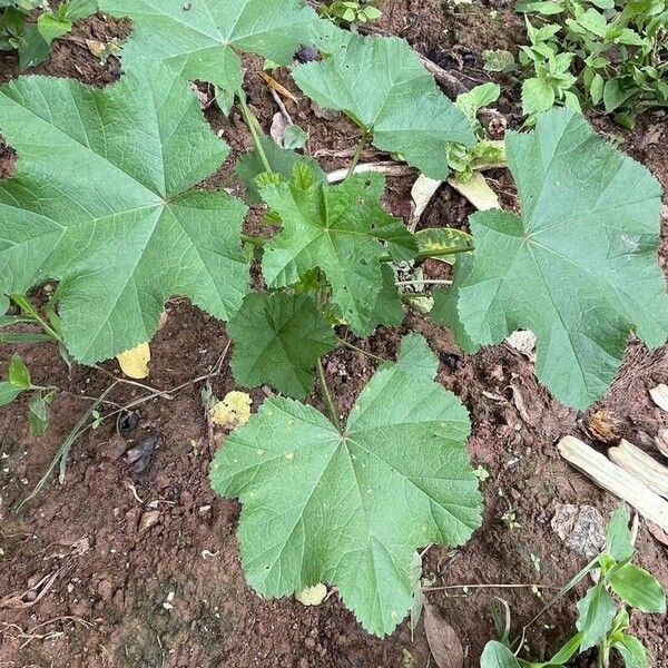 Malva verticillata Leht