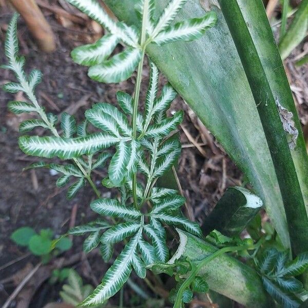 Pteris cretica Folha