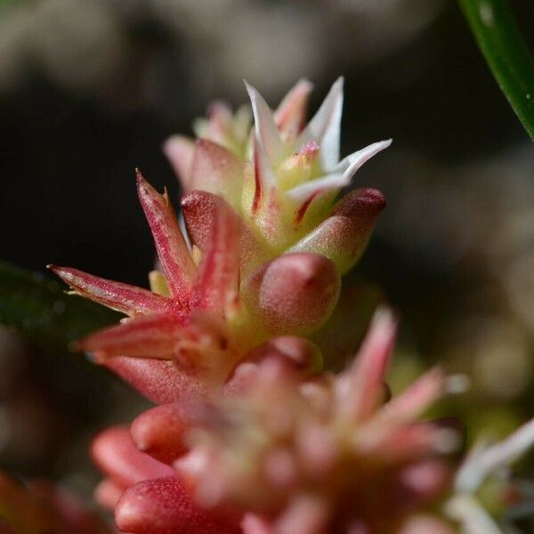 Sedum cespitosum ഫലം