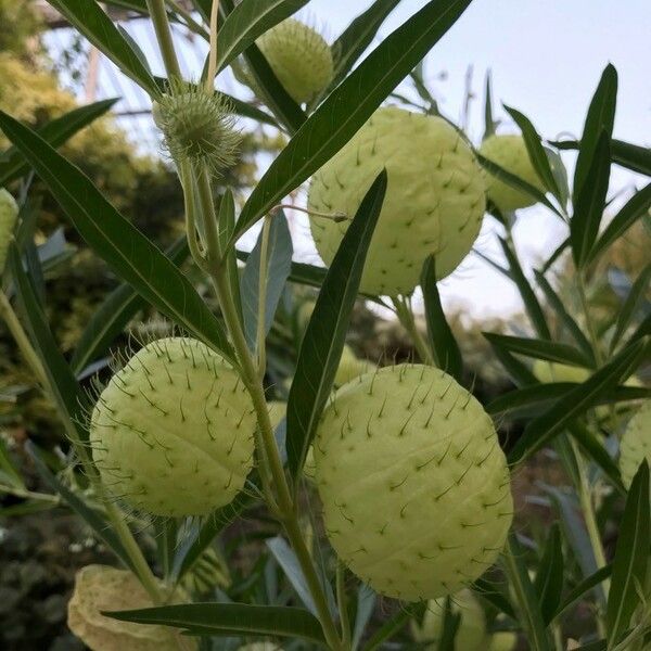 Gomphocarpus physocarpus Frukt