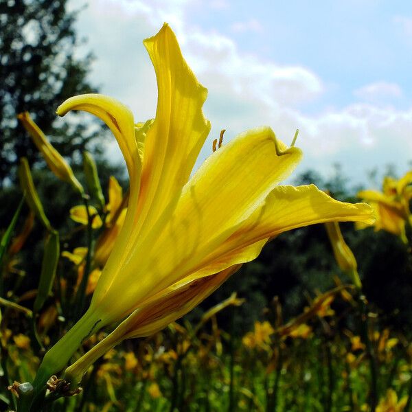 Hemerocallis lilioasphodelus Blomma