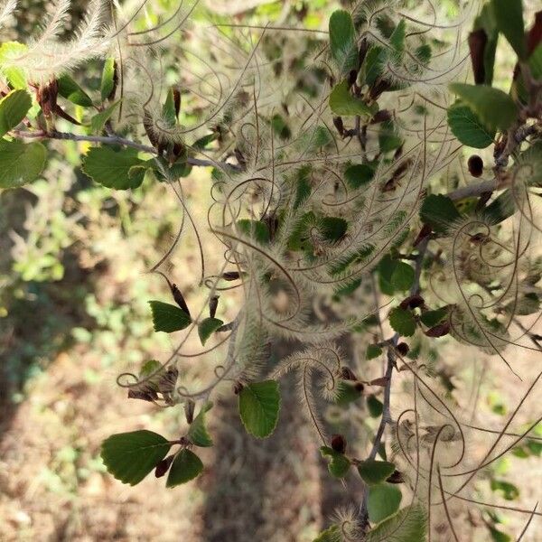 Cercocarpus montanus Frutto