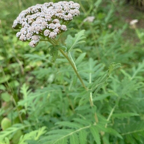 Tanacetum macrophyllum Кветка