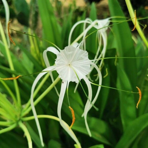 Hymenocallis littoralis फूल