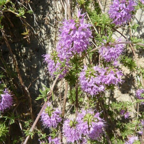 Thymus saturejoides Övriga