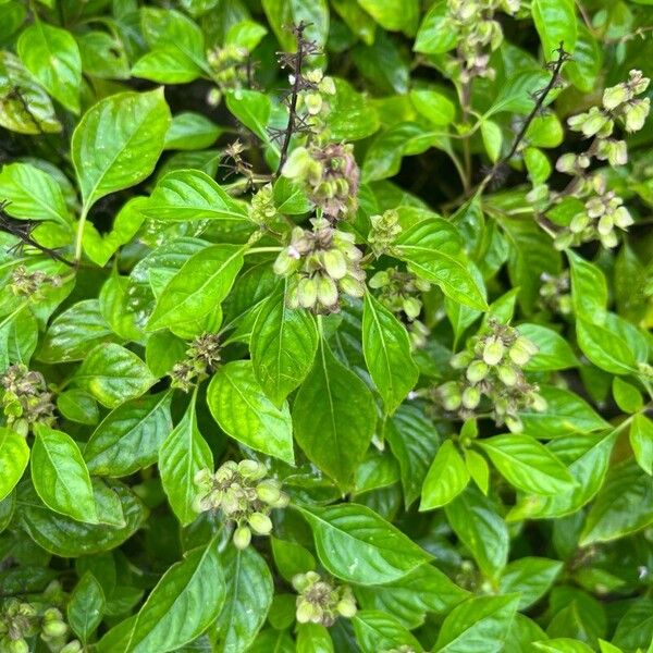 Ocimum campechianum Квітка