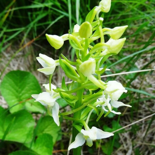 Platanthera chlorantha Blomst